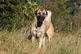 KANGAL 086